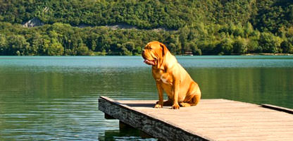 Urlaub mit dem Hund Italien Gardasee