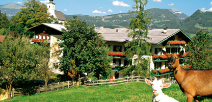 Haflingerhof Salzburger Land