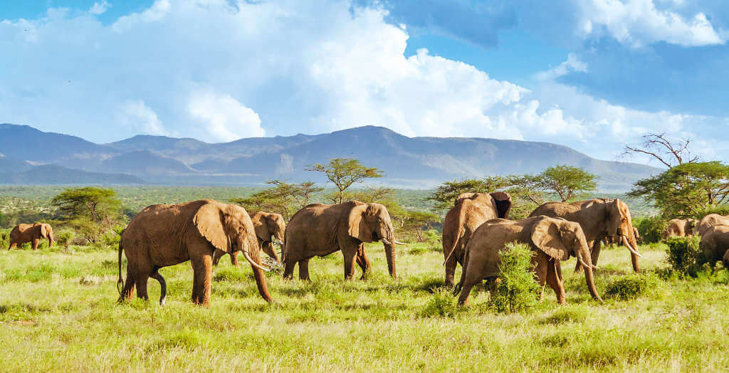 Elefanten in der Savanne Afrikas