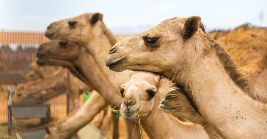 Kamele in der Wüste Dubai