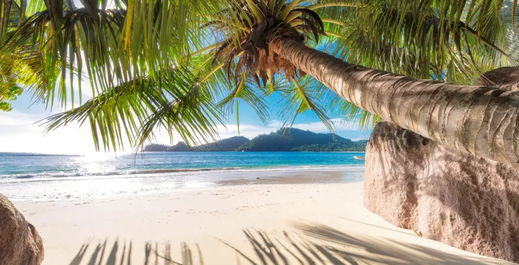 Palme am tropischen Strand der Seychellen mit kristallklarem Wasser und weißem Sand