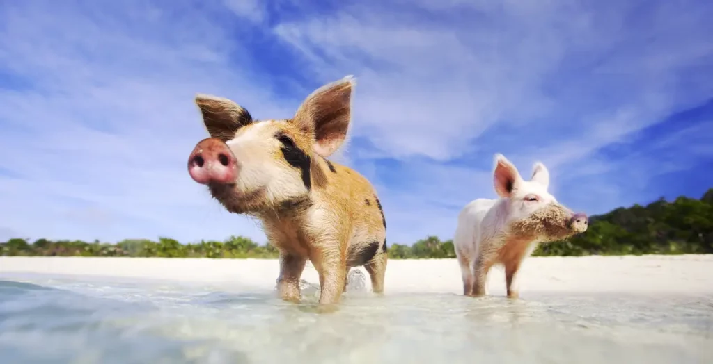 Schweine am Strand der Bahamas mit einem klaren Himmel im Hintergrund