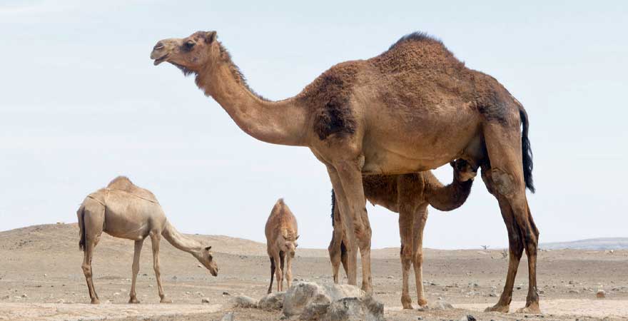 Kamele in der Wueste in Salalah