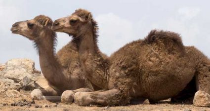 Kamele in der Wueste von Salalah