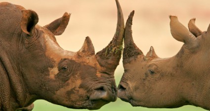 Tierwelt in Südafrika