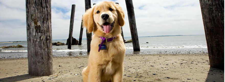 Ein glücklicher Hund im Urlaub