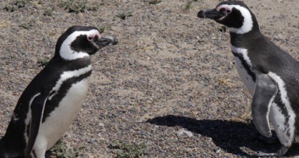 Kap Hoorn Pinguine
