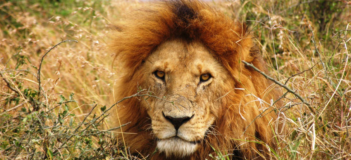 Löwe in Kenia