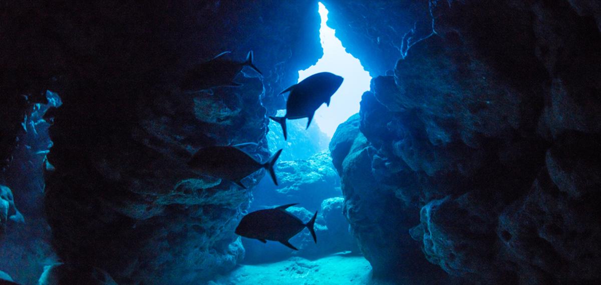 Unterwasserwelt Malta