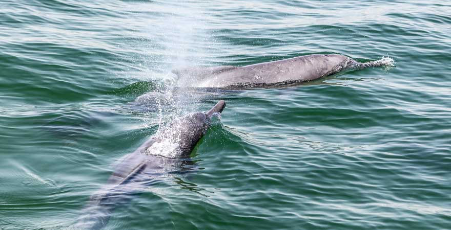 Delphine in ihrer natürlichen Umgebung