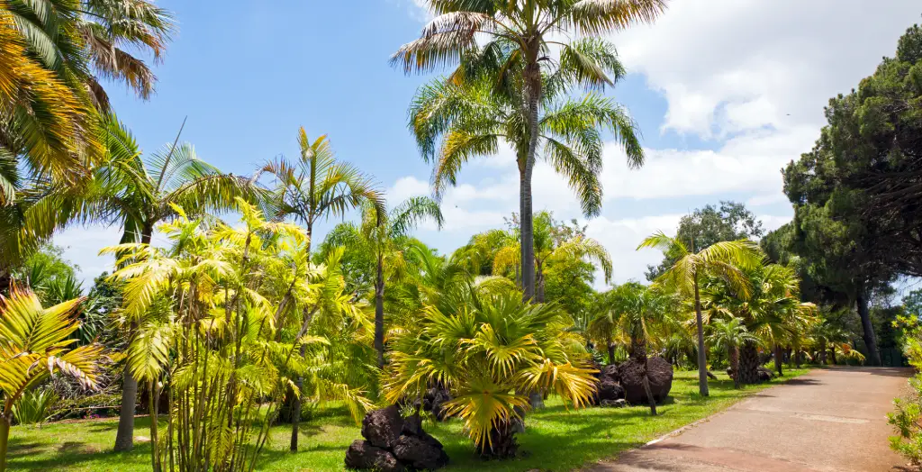 Öffentlicher tropischer botanischer Garten in der Stadt Funchal, Insel Madeira, Portugal