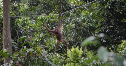 Affen auf Borneo