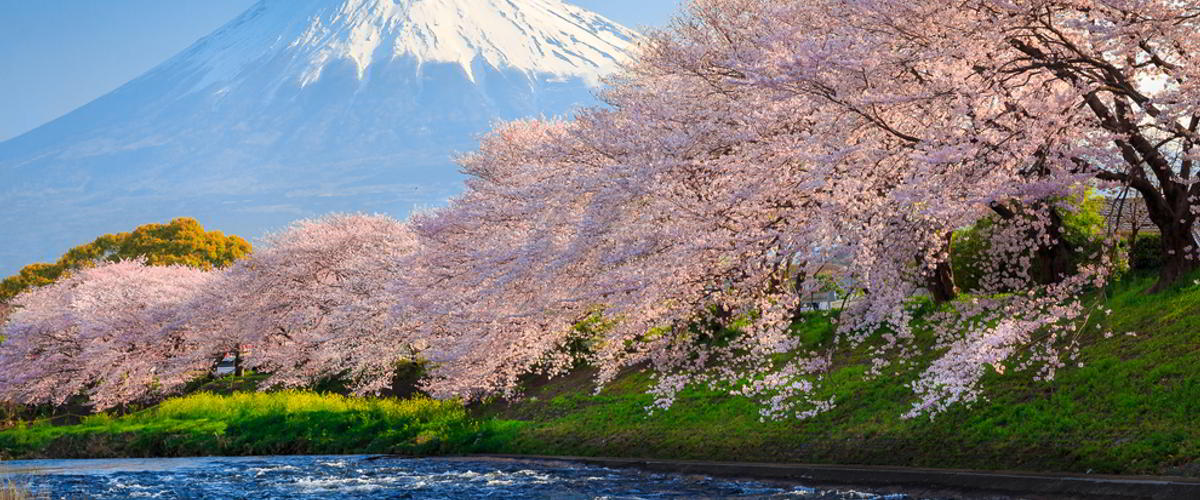 Kirschblüten in Japan 