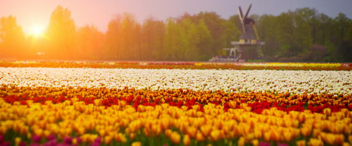 Tulpenfeld in den Niederlanden 
