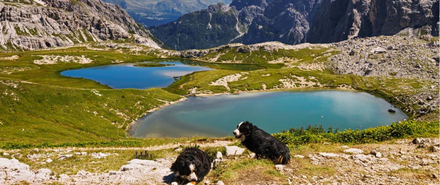 Hunde an einem Bergsee in Italien