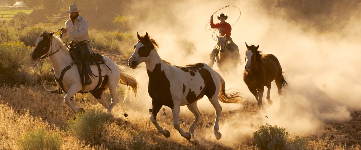 Cowboys fangen Pferde ein