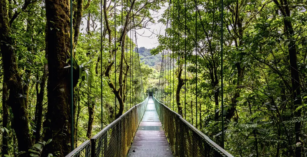 Brücke im Regenwald Monteverde im Norden von Costa Rica