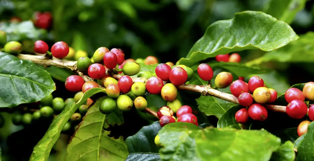 Kaffeeplantage in Monteverde in Costa Rica