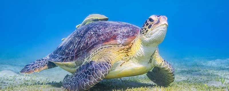 Schildkröte im Roten Meer bei Marsa Alam