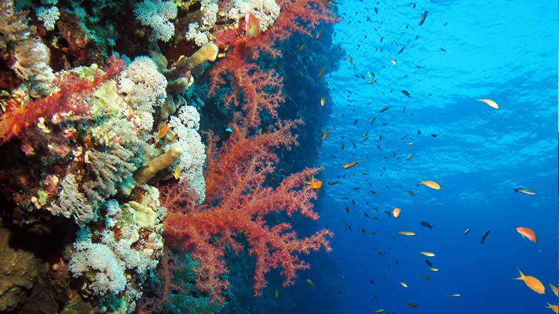 Unterwasserwelt im roten Meer
