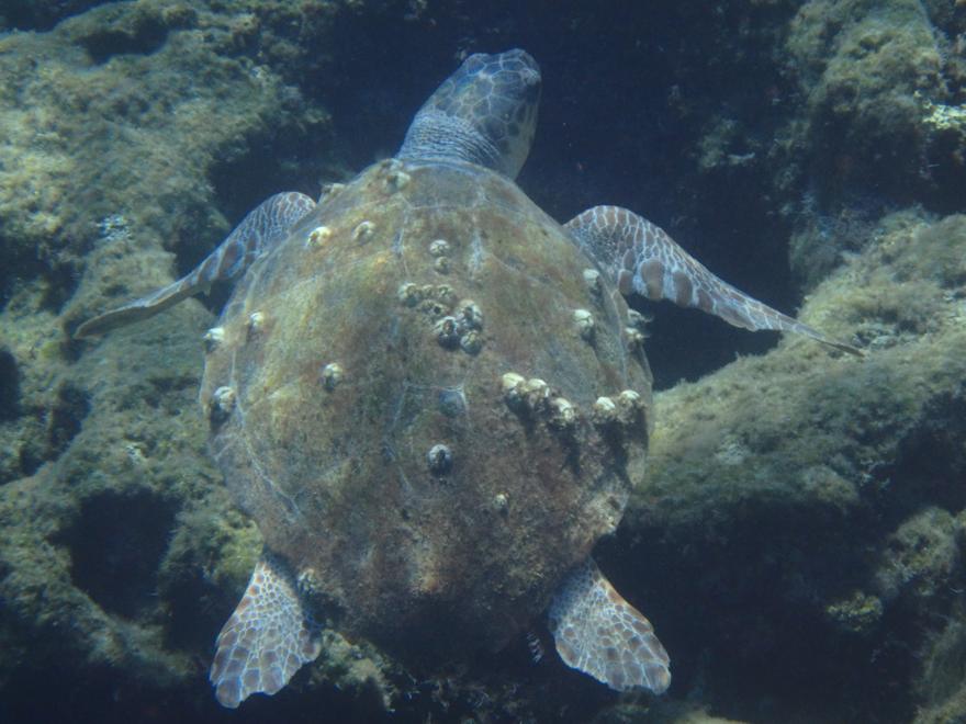 Unterwasser schildkröte auf Rhodos