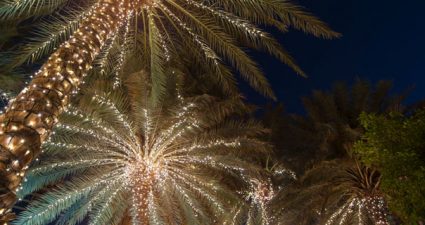 geschmückte Palmen zur Weihnachtszeit