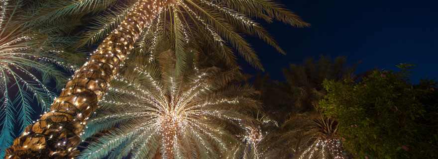 geschmückte Palmen zur Weihnachtszeit