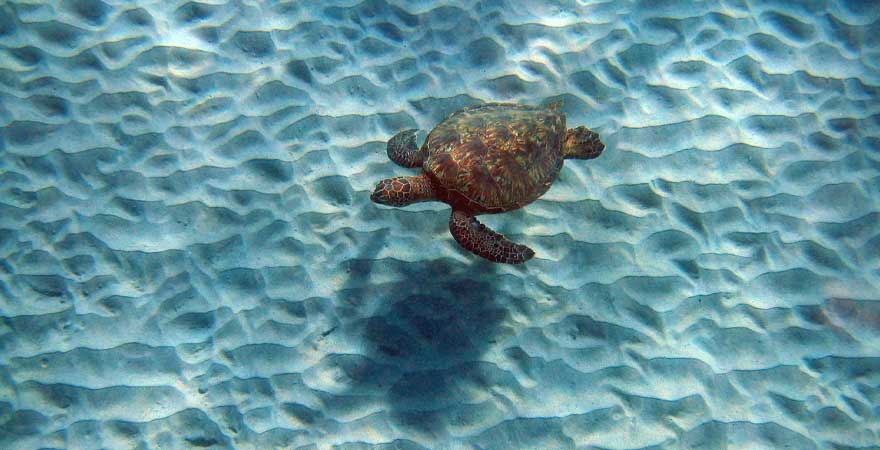 Wasserschildkröte im Wasser