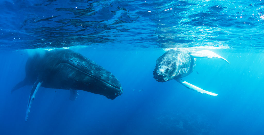 Zwei Buckelwale schwimmen im klaren blauen Meer, majestätische Meeresbewohner in ihrer natürlichen Umgebung