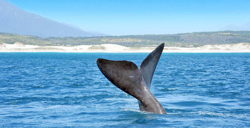 Schwanzflosse eines Glattwals vor der Küste Südafrikas