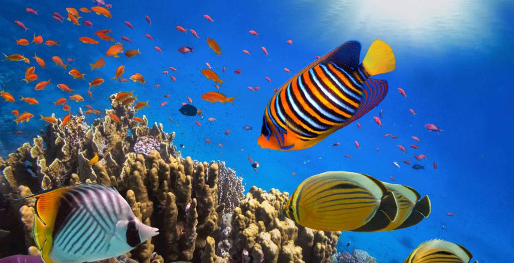Korallenriff und tropische Fische im Sonnenlicht im Roten Meer vor Dahab, Ägypten