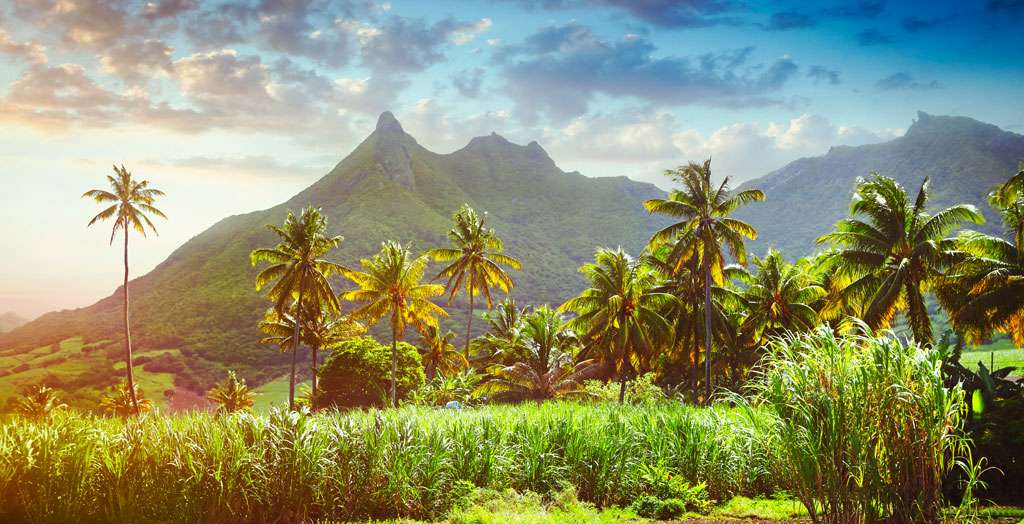 Panoramablick auf Berge und Zuckerrohrfelder auf Mauritius