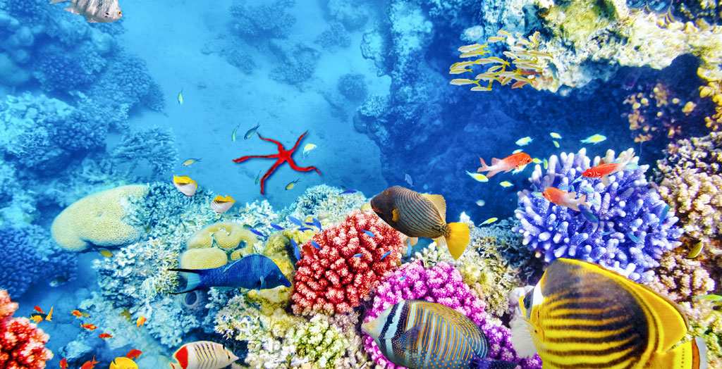 Unterwasserwelt mit bunten Fischen und Korallen beim Tauchen