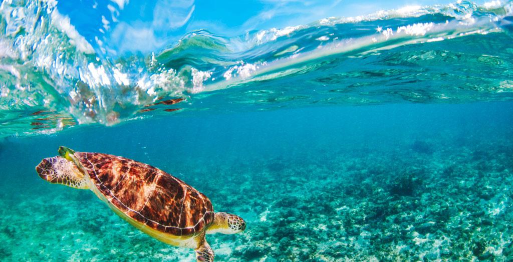 Schildkröte im Meer von Grand Cayman