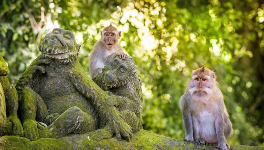 Affen auf Bali