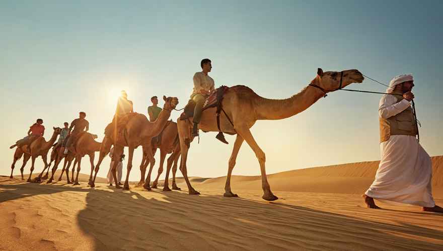 Kamelreiten in Abu Dhabi