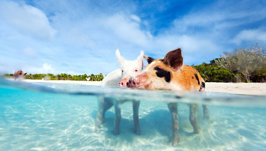 schwimmende Schweine auf den bahamas