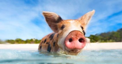 schwimmende Schwein auf den Bahamas