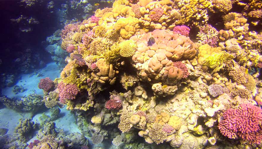Unterwasserwelt von Sharm el Sheikh