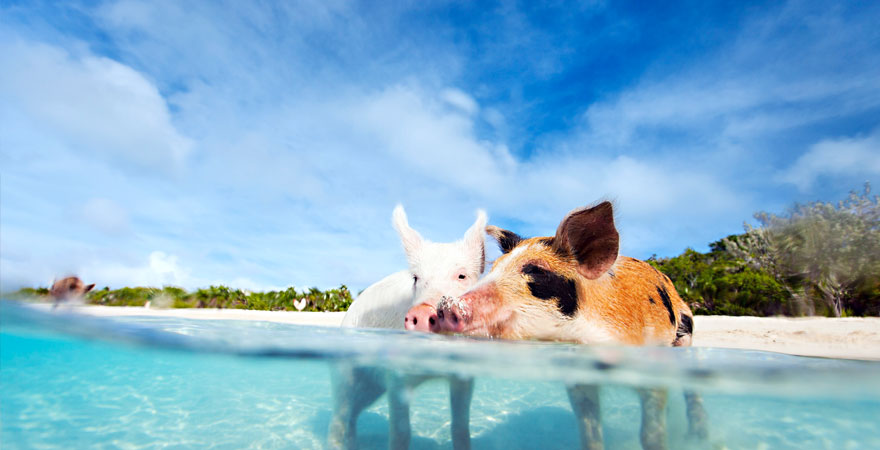 strand-schweine-bahamas