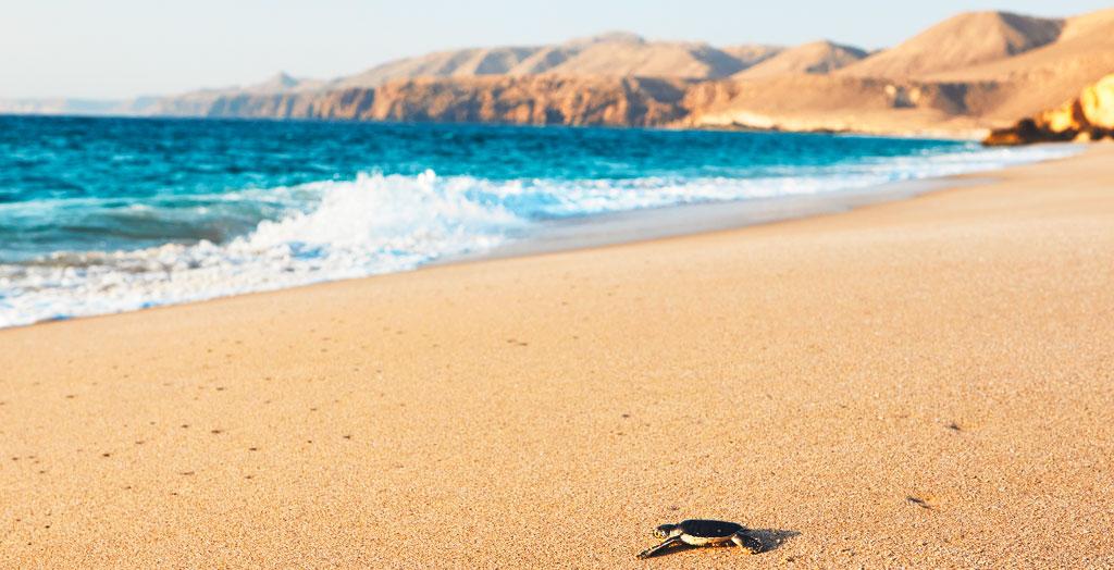 Strand von Ras Al Jinz im Oman