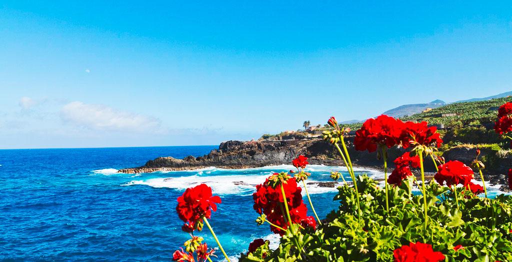 Rote Geranie an der Nordostküste von La Palma, Kanarische Inseln, Spanien