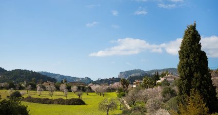 Landschaft mit schönen Mandelbäumen in Mallorca