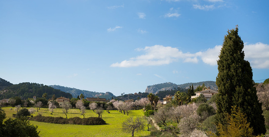Landschaft mit schönen Mandelbäumen in Mallorca, Spanien