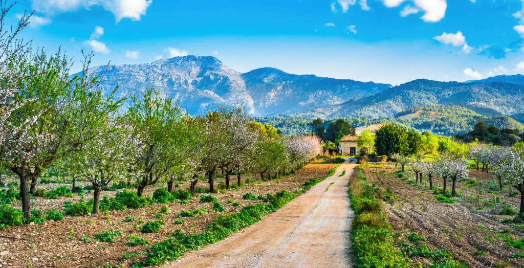 Frühlingslandschaft zur Mandelblüte auf Mallorca, Spanien