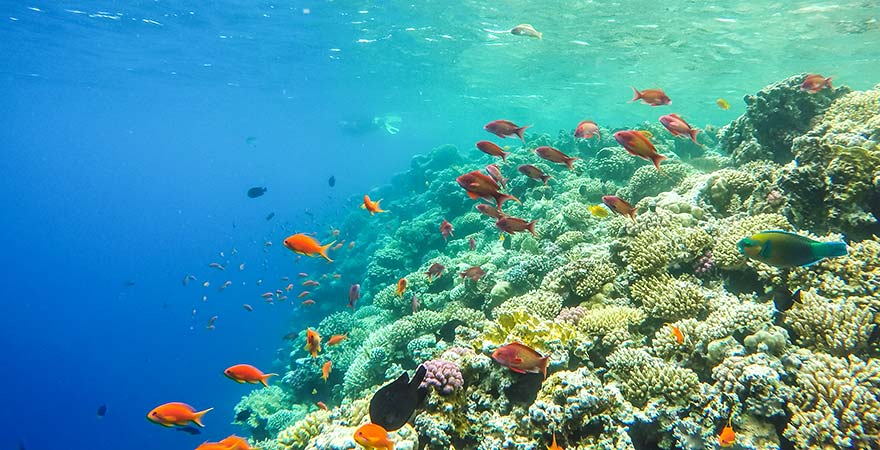 Unterwasserwelt im Roten Meer in Ägypten