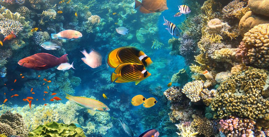 Aquarium mit bunten Falterfischen und Korallen