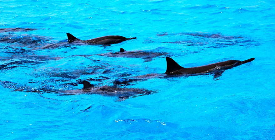 Delfine in Marsa Alam