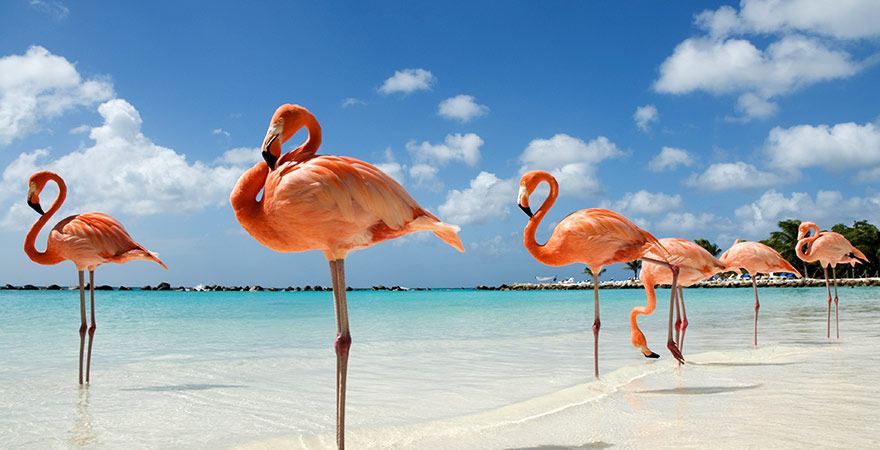 Flamingos am Strand auf Aruba