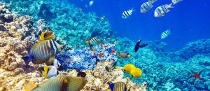 Unterwasserwelt im Roten Meer